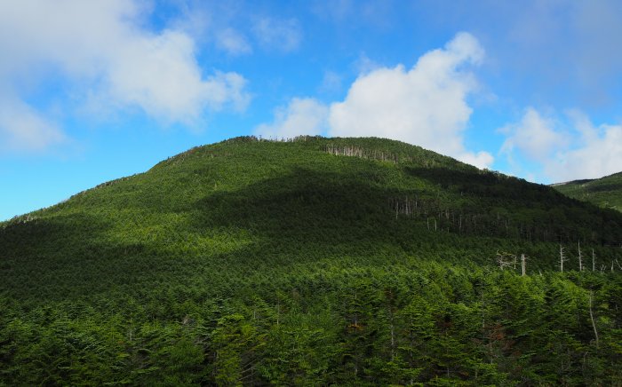北横岳・縞枯山　グリーンシーズン